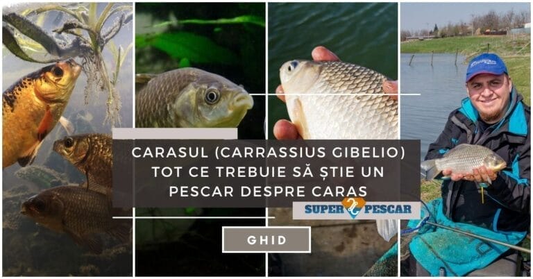 Carasul (Carrassius Gibelio): Tot ce trebuie să știe un pescar despre caras