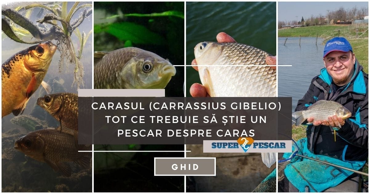 Carasul (Carrassius Gibelio) Tot ce trebuie sa stie un pescar despre caras imagine reprezentativa