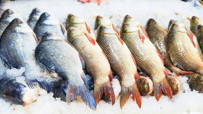 Cum să recunoști peștele proaspăt -Ghid practic de la un pescar 1